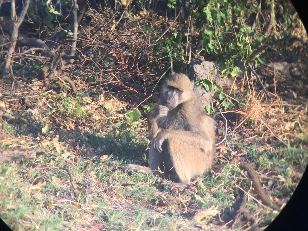 [34343] 2016_07_04_17_25_57_Africa_iPhone_6_IMG_9017_03803.jpg