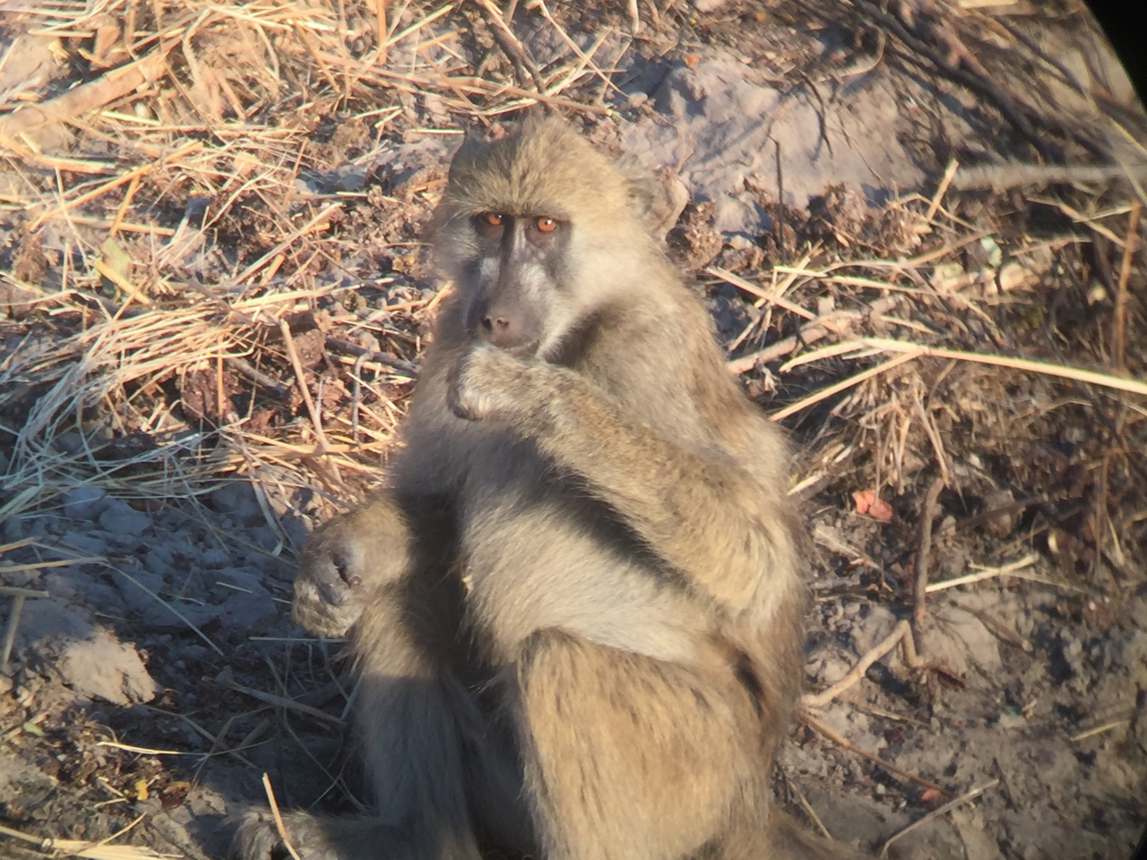 [34351] 2016_07_04_17_27_43_Africa_iPhone_6_IMG_9020_01465.jpg