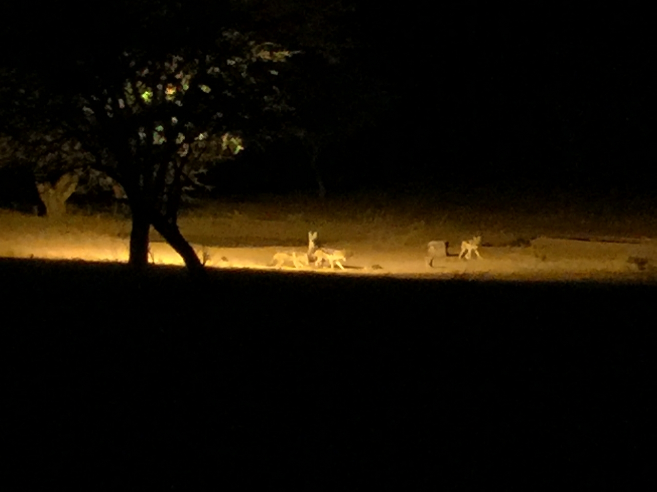 [423] 2016_06_21_21_11_07_Africa_iPhone_6_Plus_IMG_3403_00094.jpg