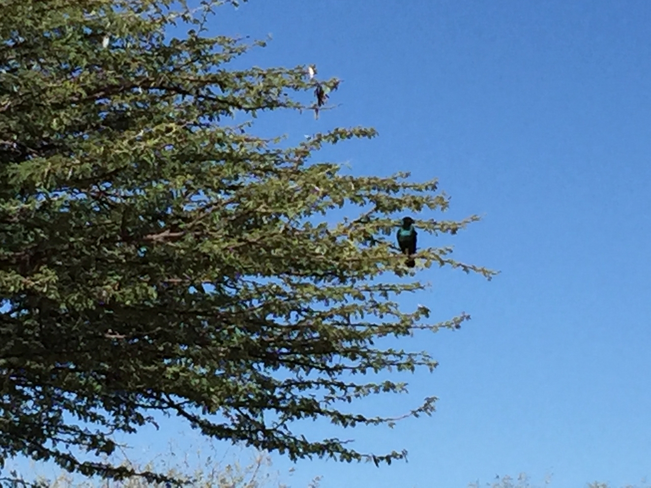 [3503] 2016_06_22_12_15_49_Africa_iPhone_6_Plus_IMG_3438_06712.jpg