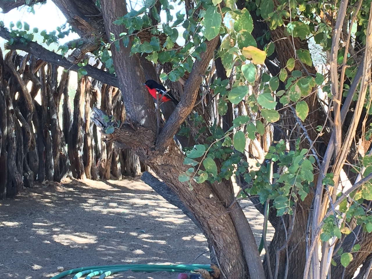 [3510] 2016_06_22_12_17_11_Africa_iPhone_6_Plus_IMG_3442_00132.jpg