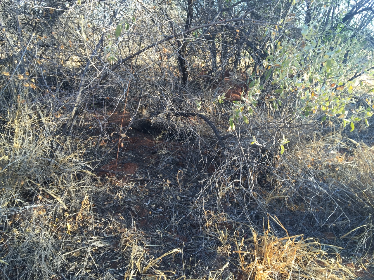 [9360] 2016_06_23_16_14_48_Africa_iPhone_6_Plus_IMG_3540_00185.jpg