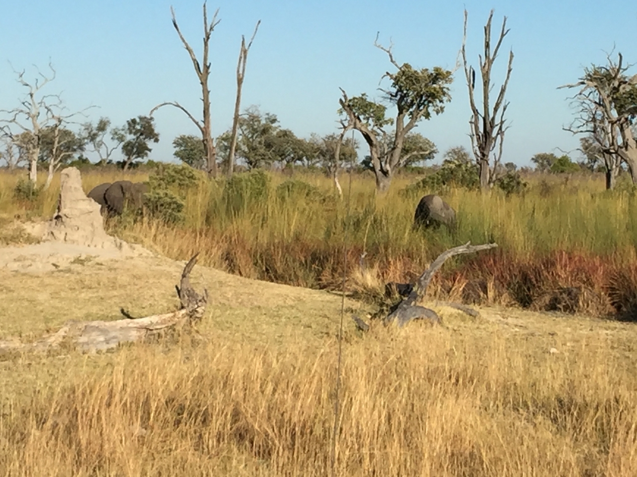 [19833] 2016_06_28_07_12_33_Africa_iPhone_6_Plus_IMG_3781_00373.jpg