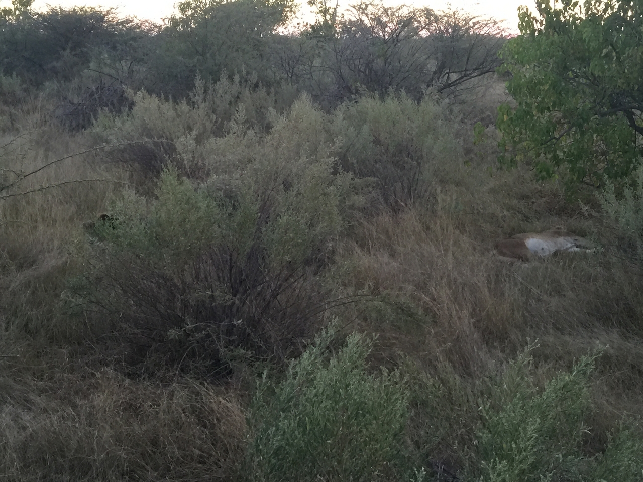 [22241] 2016_06_29_18_02_02_Africa_iPhone_6_Plus_IMG_3896_07016.jpg