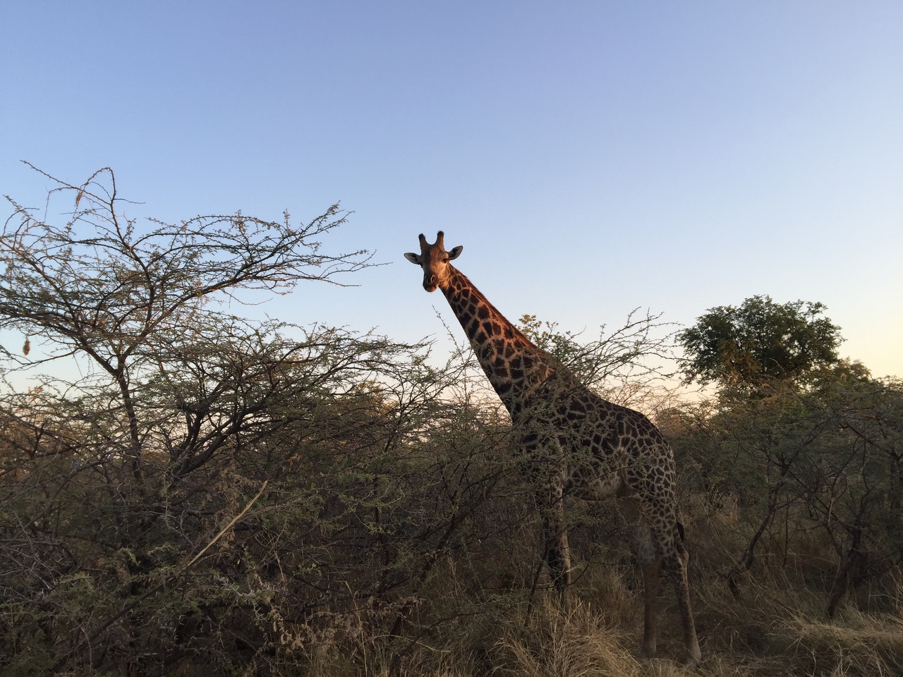 [24622] 2016_06_30_07_19_54_Africa_iPhone_6_Plus_IMG_3910_00438.jpg