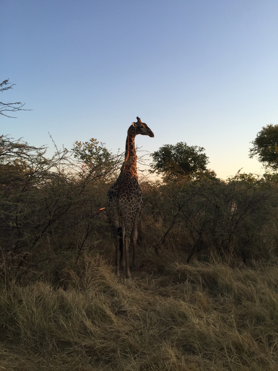 [24629] 2016_06_30_07_20_56_Africa_iPhone_6_Plus_IMG_3914_00440.jpg