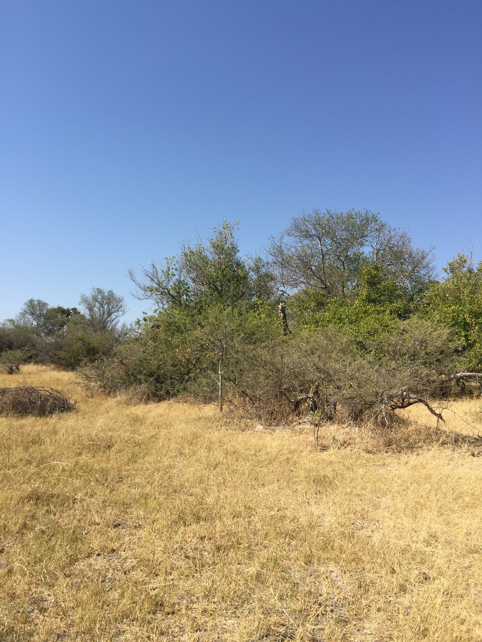 [25256] 2016_06_30_11_54_31_Africa_iPhone_6_Plus_IMG_3960_00458.jpg