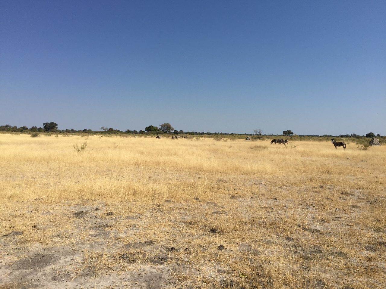 [25272] 2016_06_30_12_06_50_Africa_iPhone_6_Plus_IMG_3962_00460.jpg