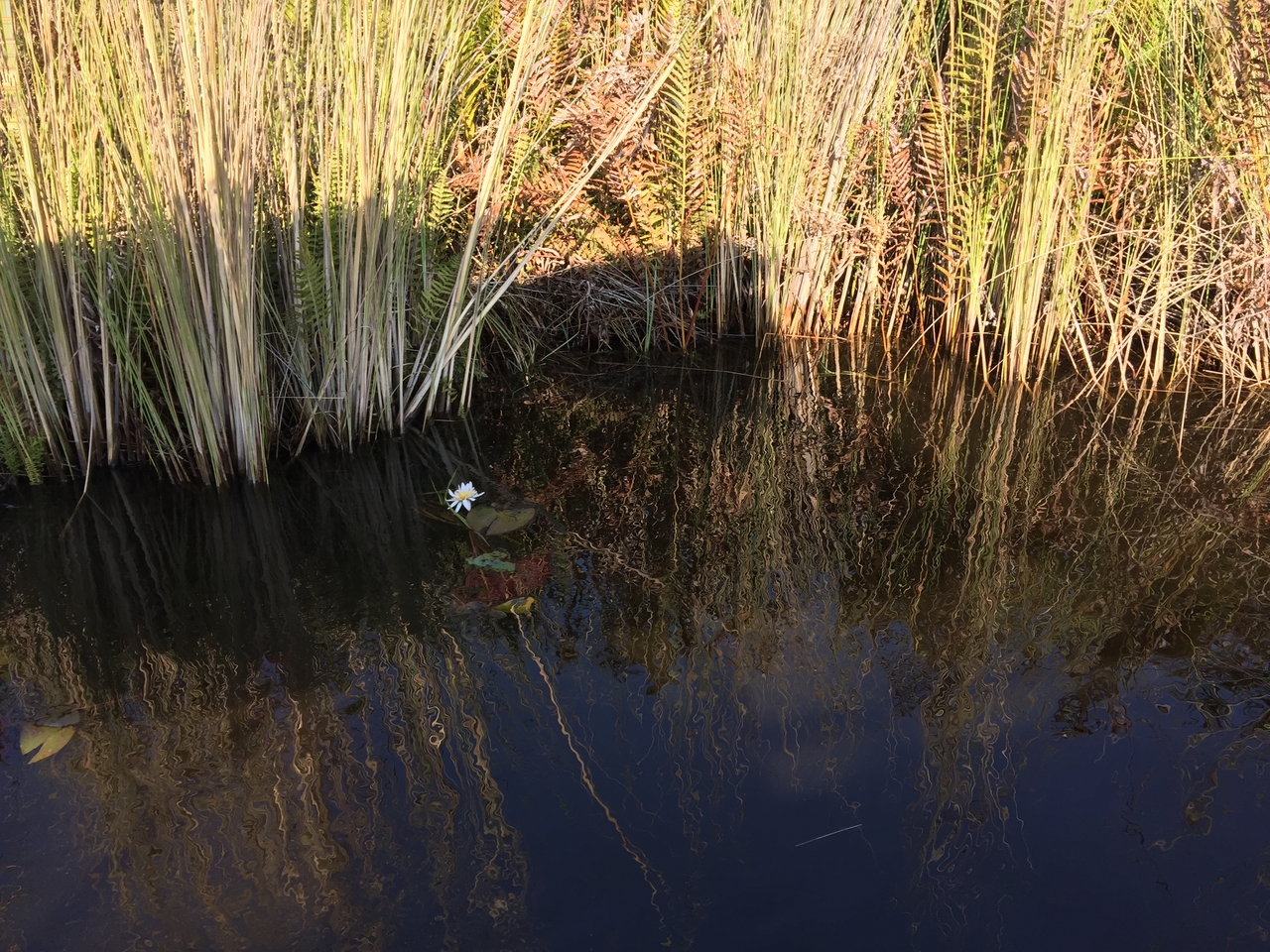 [26927] 2016_07_01_09_36_39_Africa_iPhone_6_Plus_IMG_4009_00492.jpg