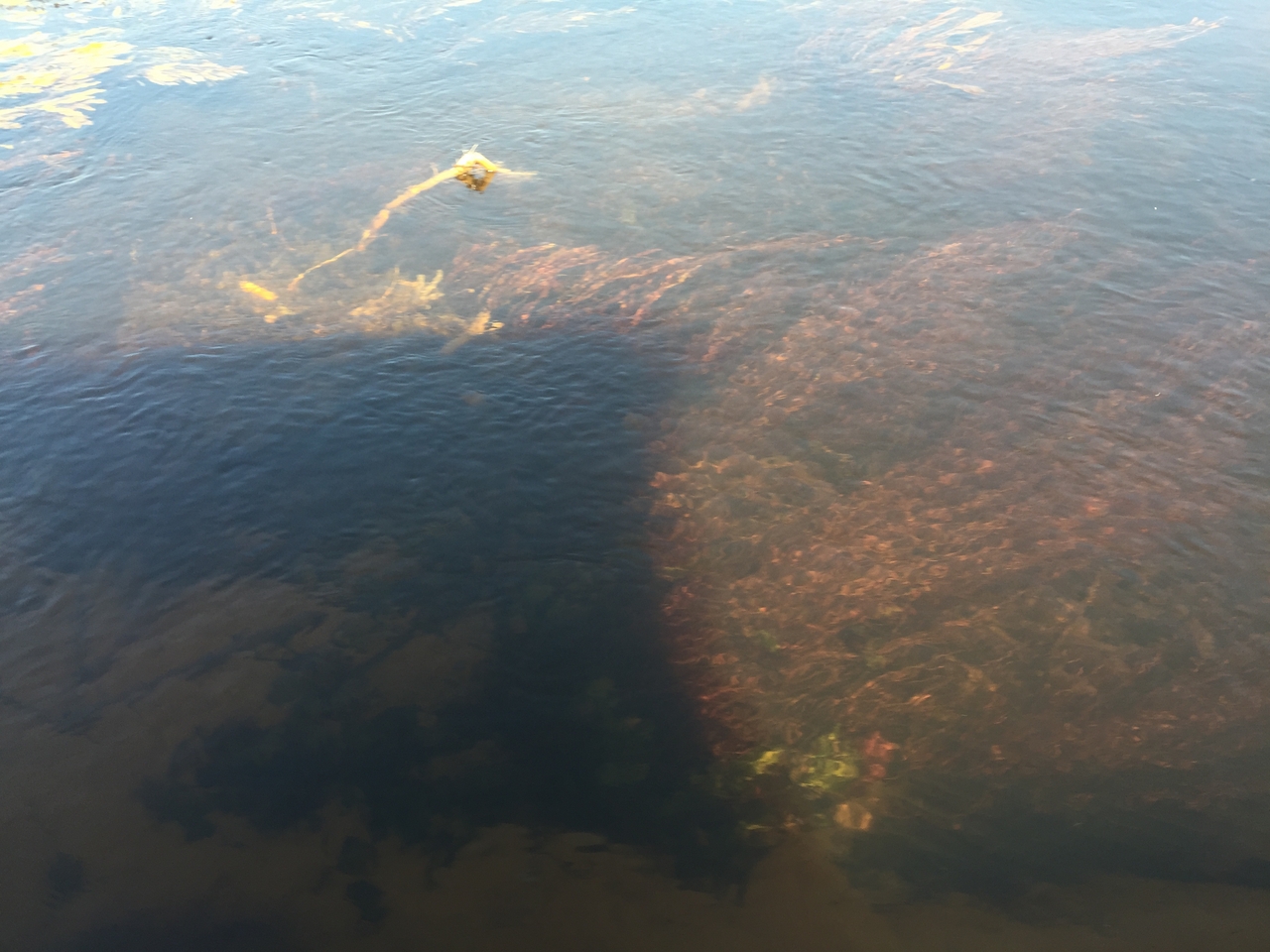 [27015] 2016_07_01_12_46_32_Africa_iPhone_6_Plus_IMG_4072_07098.jpg