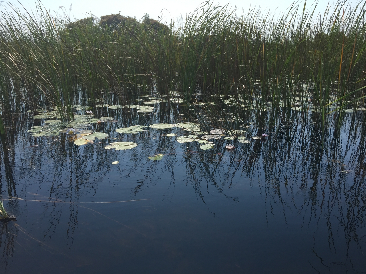 [27020] 2016_07_01_12_46_38_Africa_iPhone_6_Plus_IMG_4074_00516.jpg