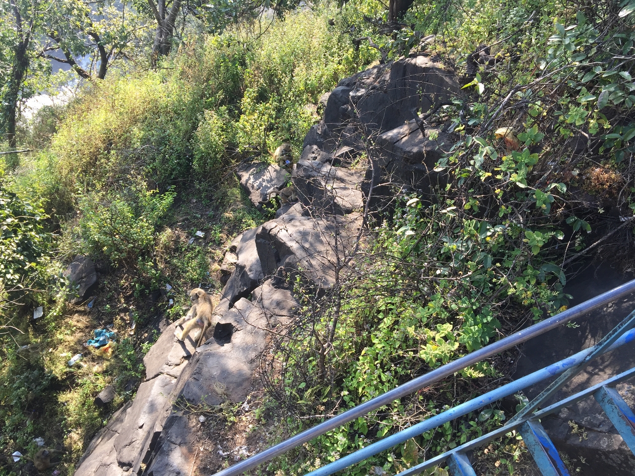 [31912] 2016_07_03_09_51_02_Africa_iPhone_6_Plus_IMG_4896_00749.jpg