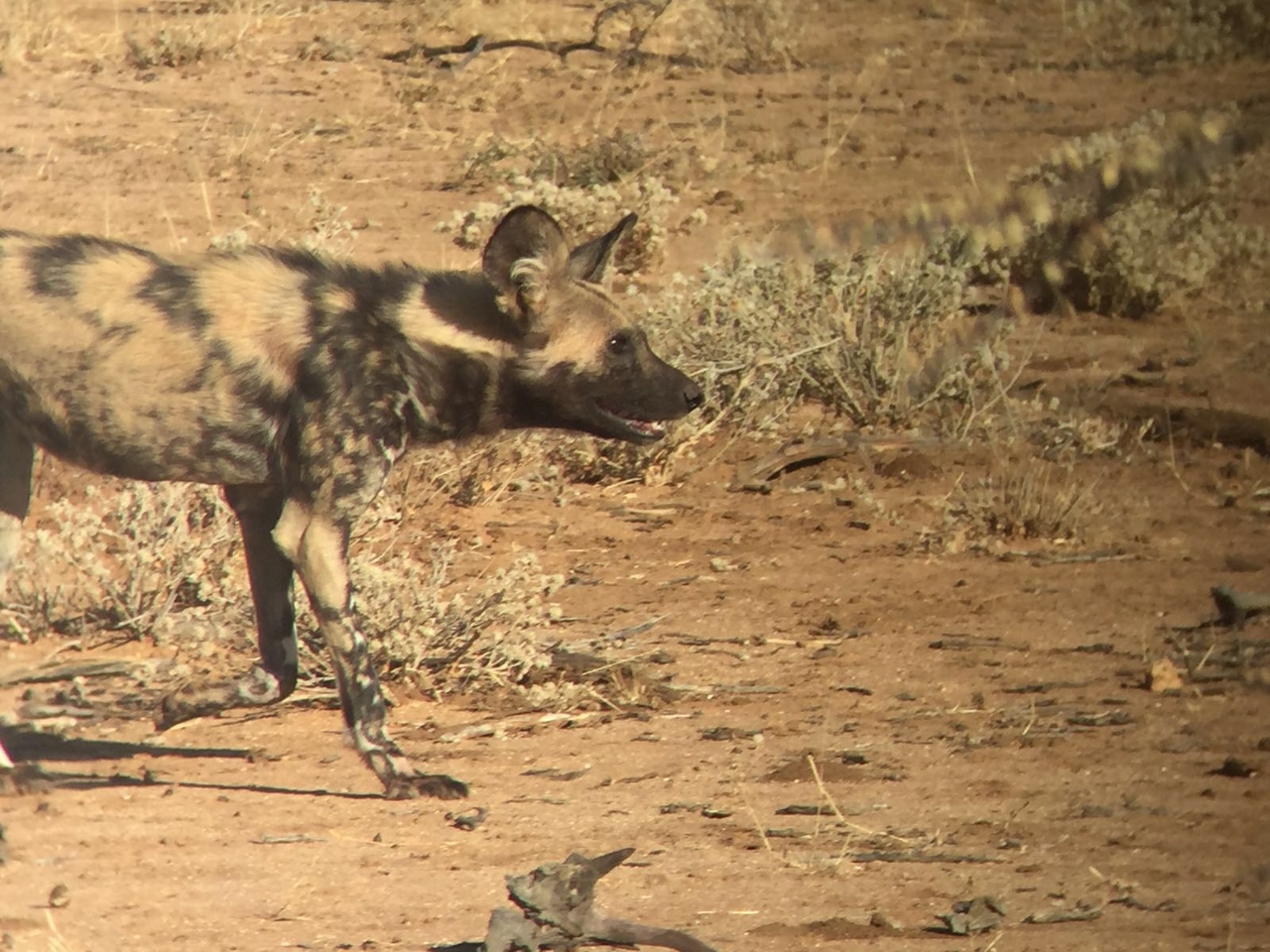 [34700] 2016_08_07_19_06_28-04_00_Africa_Other_Cameras_IMG_3412_00102.jpg