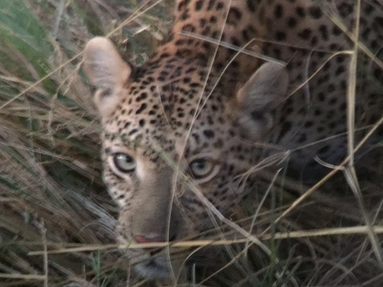 [34760] 2016_08_07_19_21_58-04_00_Africa_Other_Cameras_IMG_4972_07393.jpg