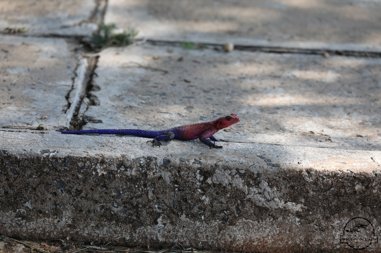 [23] 2019_06_29_14_53_45_Africa_Canon_EOS_5D_Mark_IV_IMG_0004758_00014.jpg