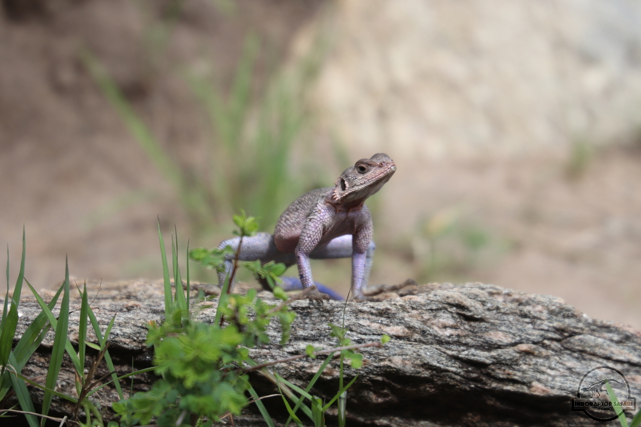 [25] 2019_07_02_13_07_10_Africa_Canon_EOS_77D_IMG_3199_00007.jpg