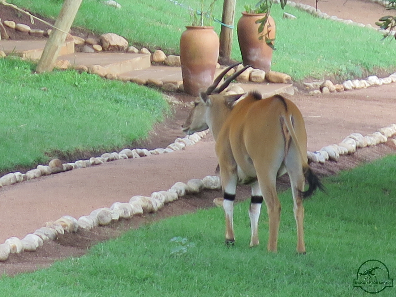 [52] 2019_06_29_09_50_29_Africa_Canon_PowerShot_G16_IMG_0200_00006.jpg