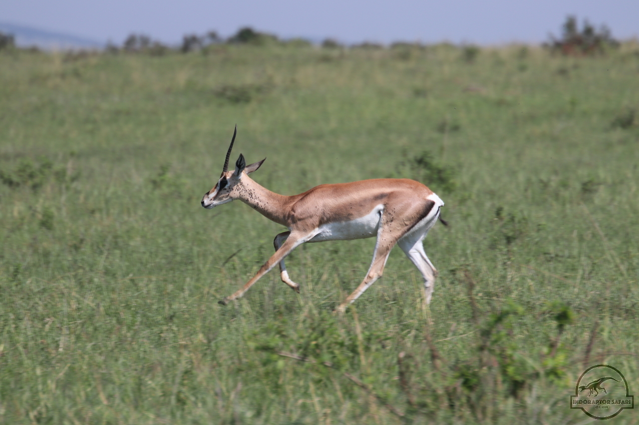 [71] 2019_06_29_09_39_13_Africa_Canon_EOS_77D_IMG_1735_00006.jpg