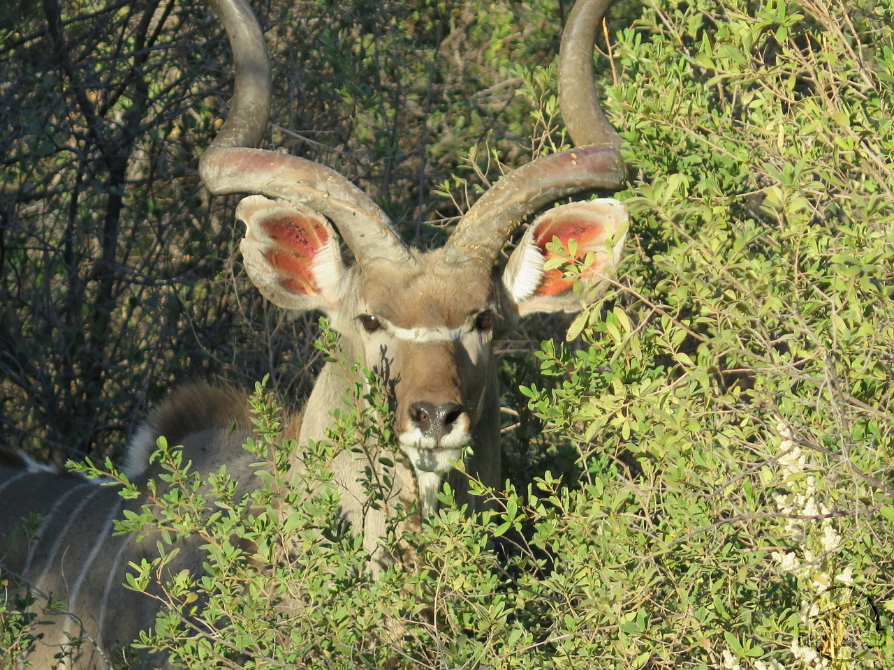 [88] 2019_06_19_11_04_53_Africa_Canon_PowerShot_G16_IMG_0031_00041.jpg