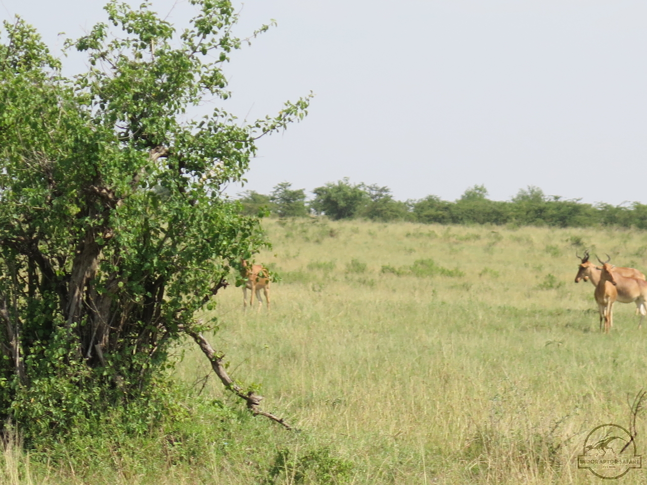 [107] 2019_06_30_03_46_15_Africa_Canon_PowerShot_G16_IMG_0080_00002.jpg