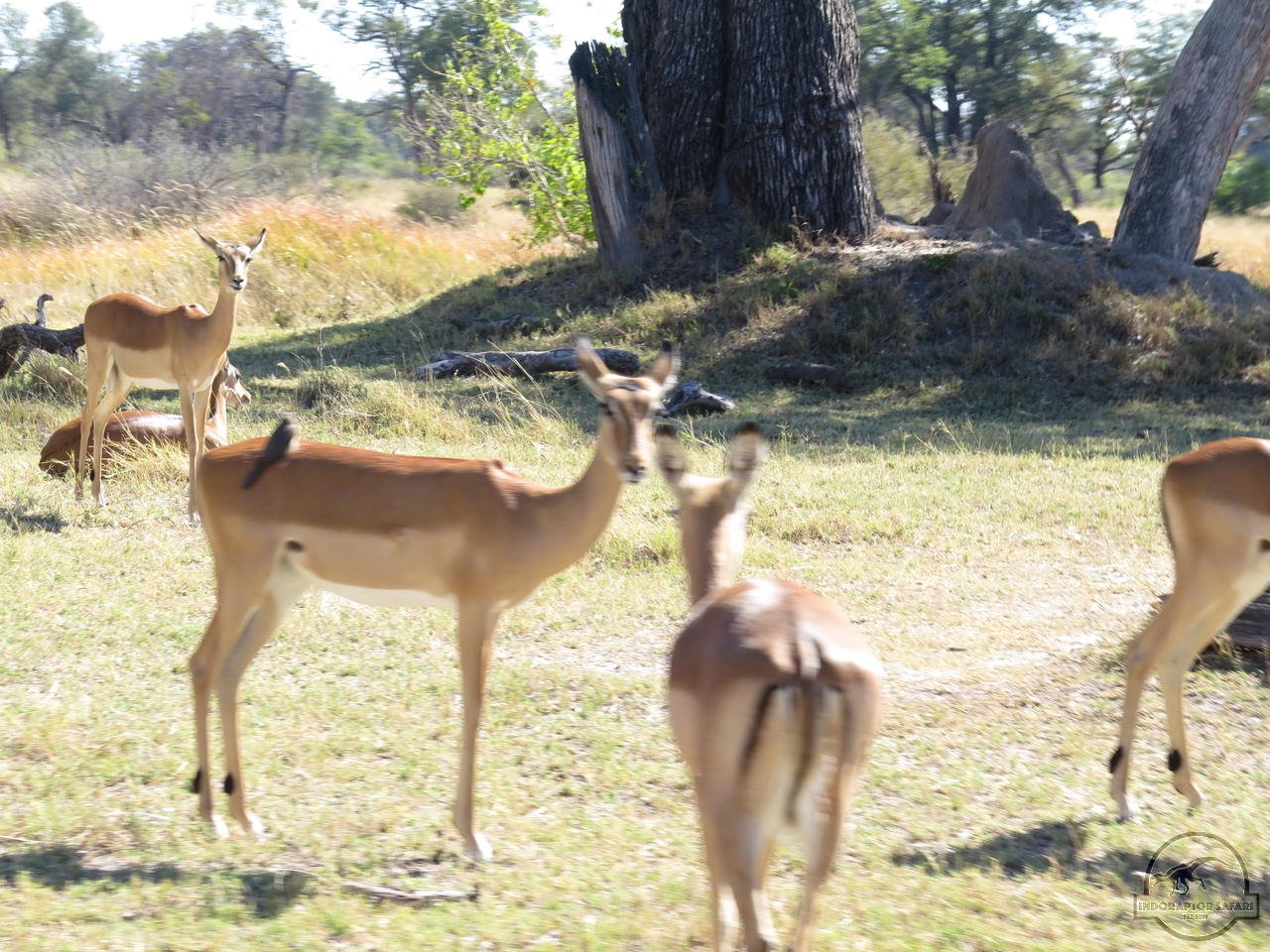 [118] 2019_06_21_05_04_22_Africa_Canon_PowerShot_G16_IMG_0102_00053.jpg
