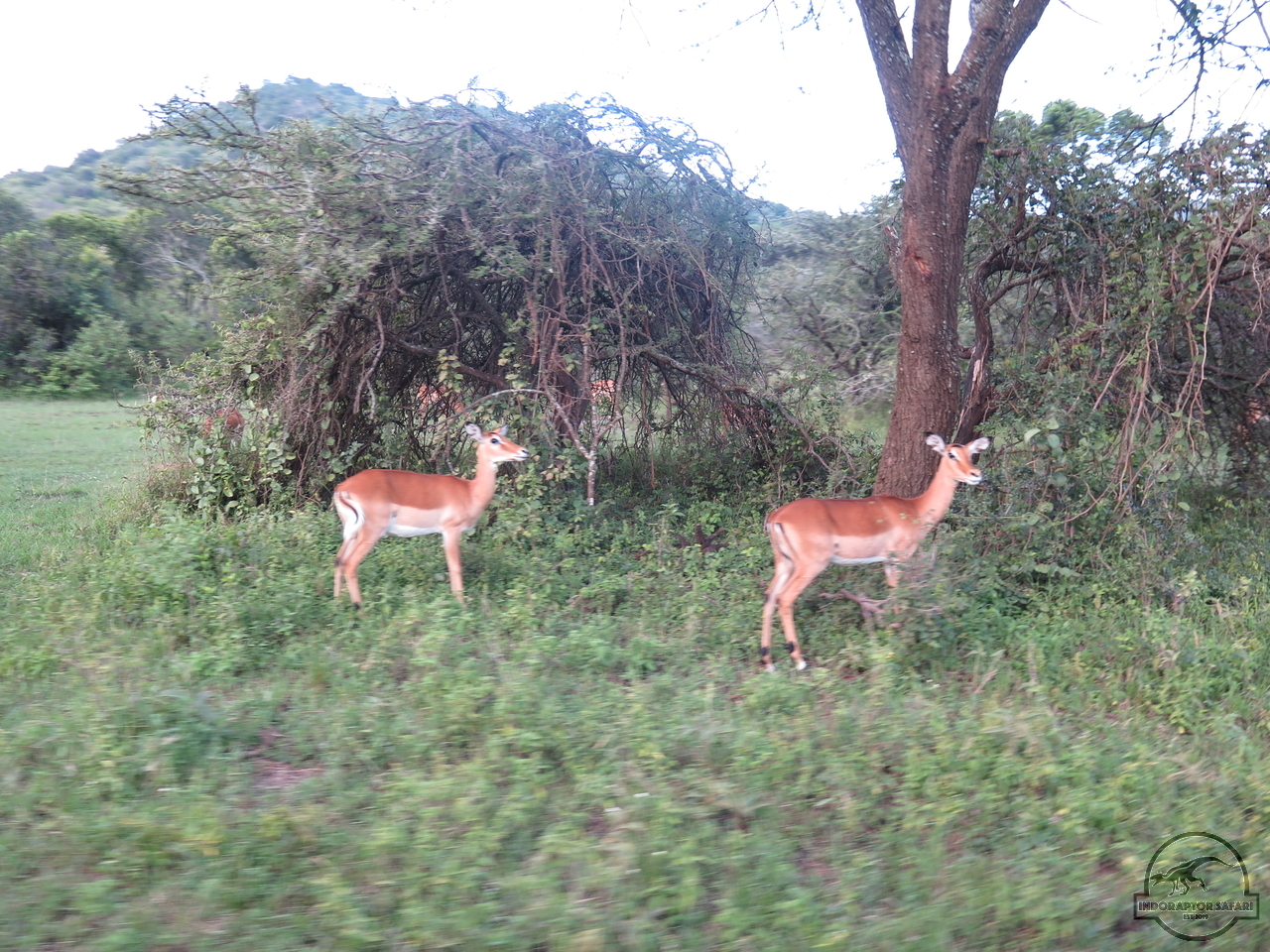 [123] 2019_06_30_10_47_20_Africa_Canon_PowerShot_G16_IMG_0297_00034.jpg