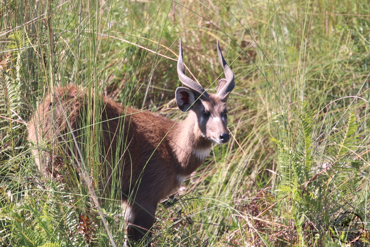 [169] 2019_06_24_10_27_01_Africa_Canon_EOS_77D_IMG__00066.jpg