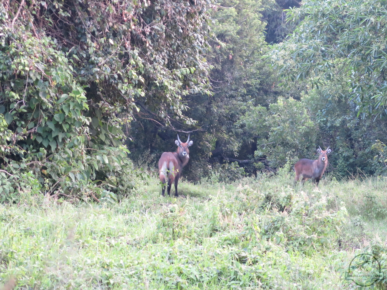 [207] 2019_06_30_11_14_31_Africa_Canon_PowerShot_G16_IMG_0324_00058.jpg