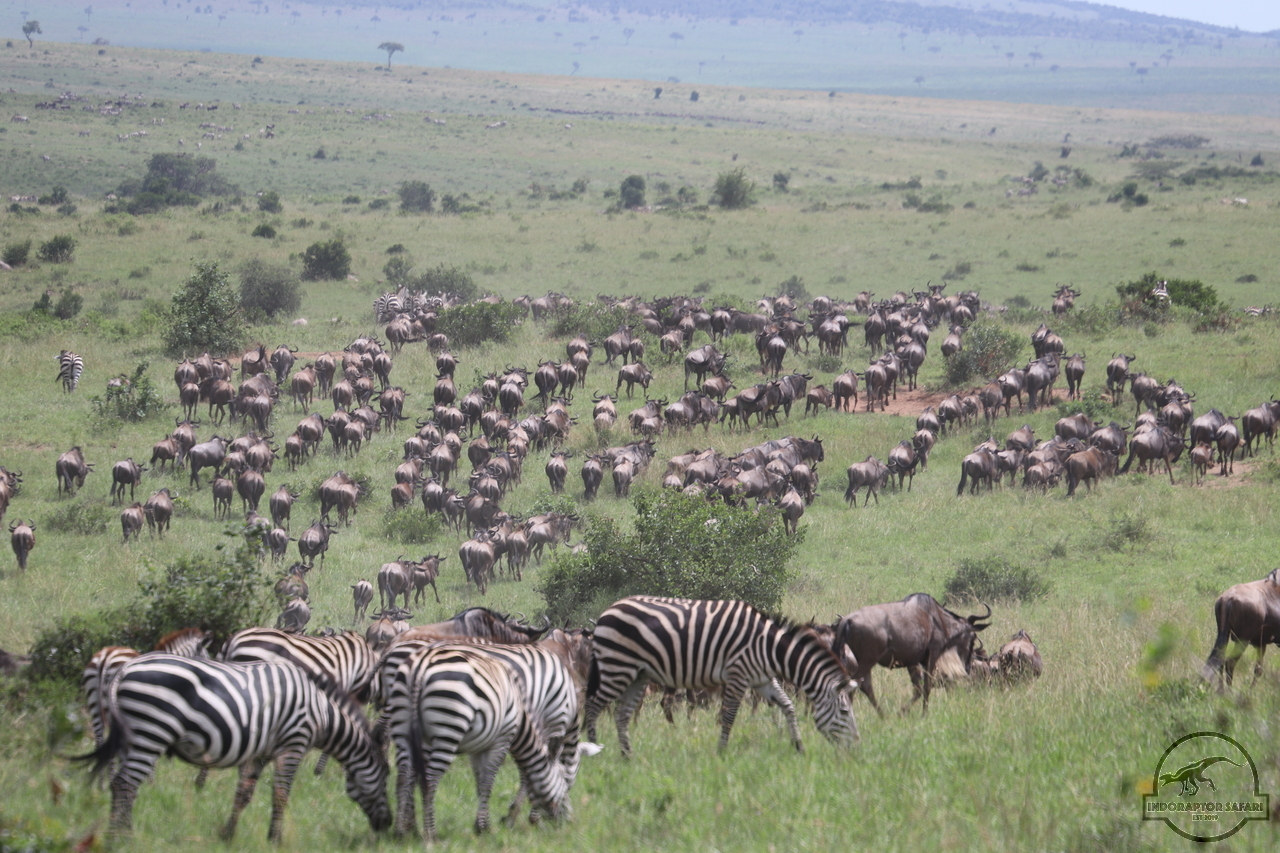 [227] 2019_07_02_12_24_36_Africa_Canon_EOS_77D_IMG_3194_00011.jpg