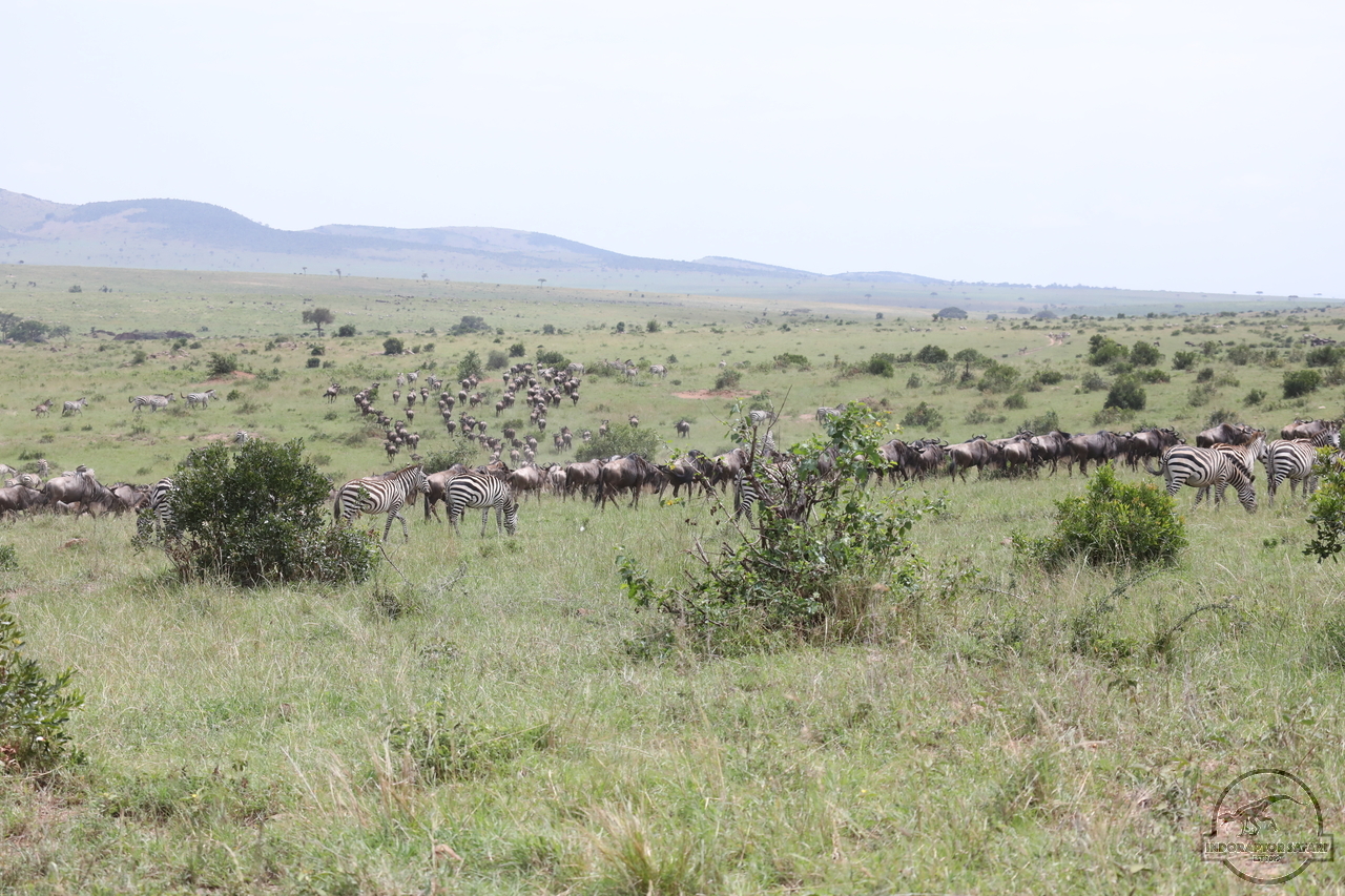 [230] 2019_07_02_17_24_20_Africa_Canon_EOS_5D_Mark_IV_IMG_0012815_00001.jpg