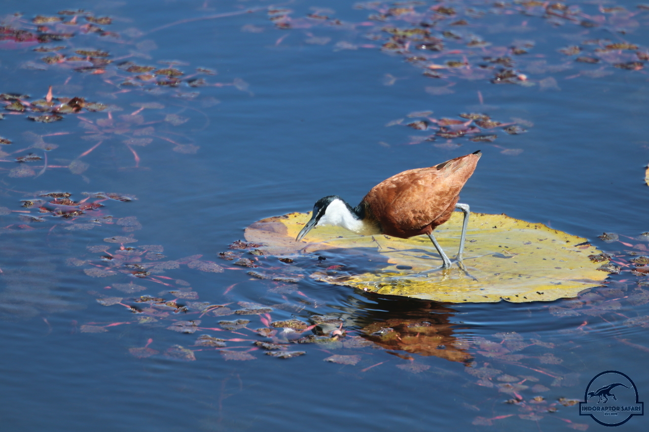 [259] 2019_06_21_12_19_02_Africa_Canon_EOS_77D_IMG_0672_00098.jpg