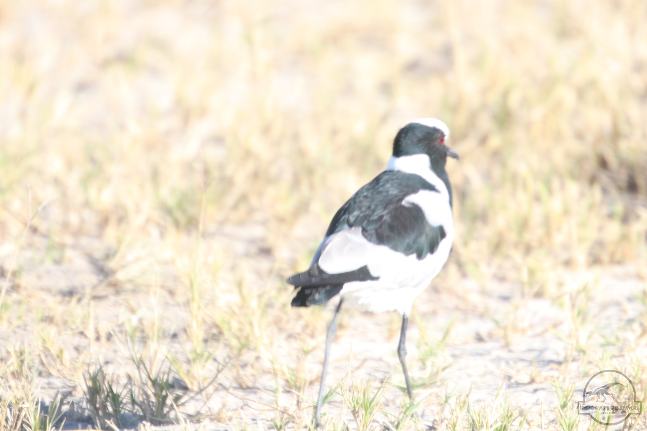 [268] 2019_06_19_15_19_13_Africa_Canon_EOS_77D_IMG_0120_00100.jpg