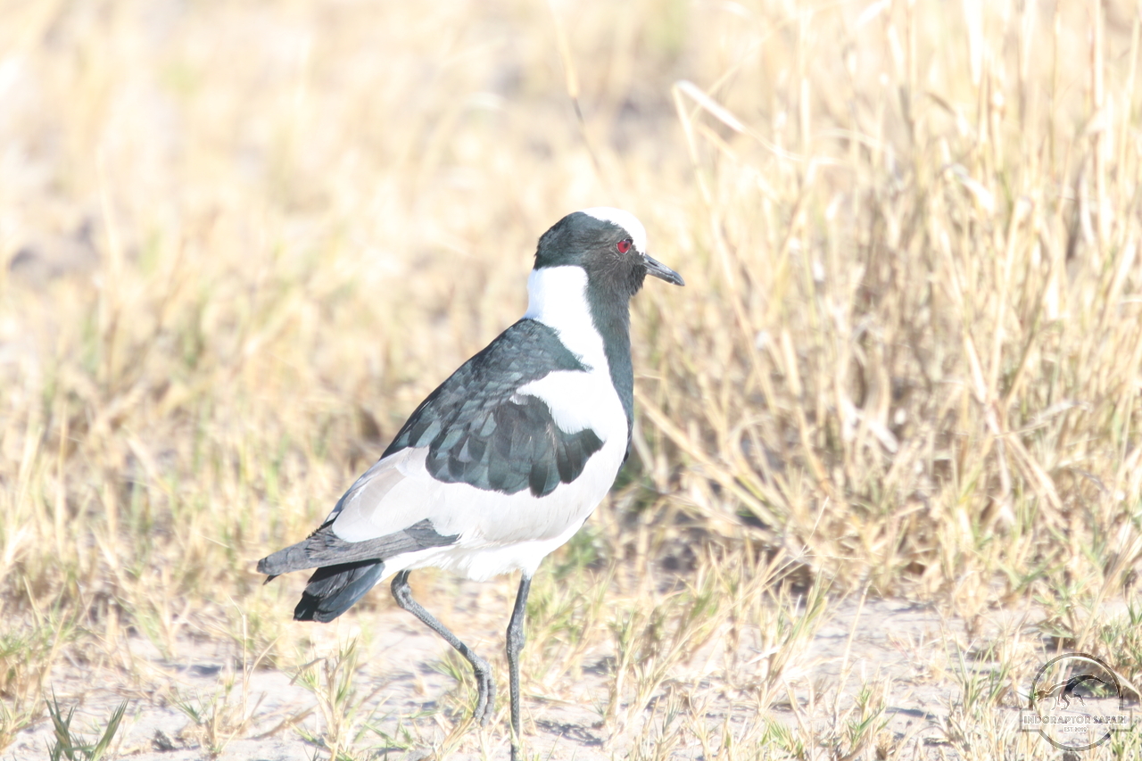 [269] 2019_06_19_15_19_15_Africa_Canon_EOS_77D_IMG_0121_00002.jpg