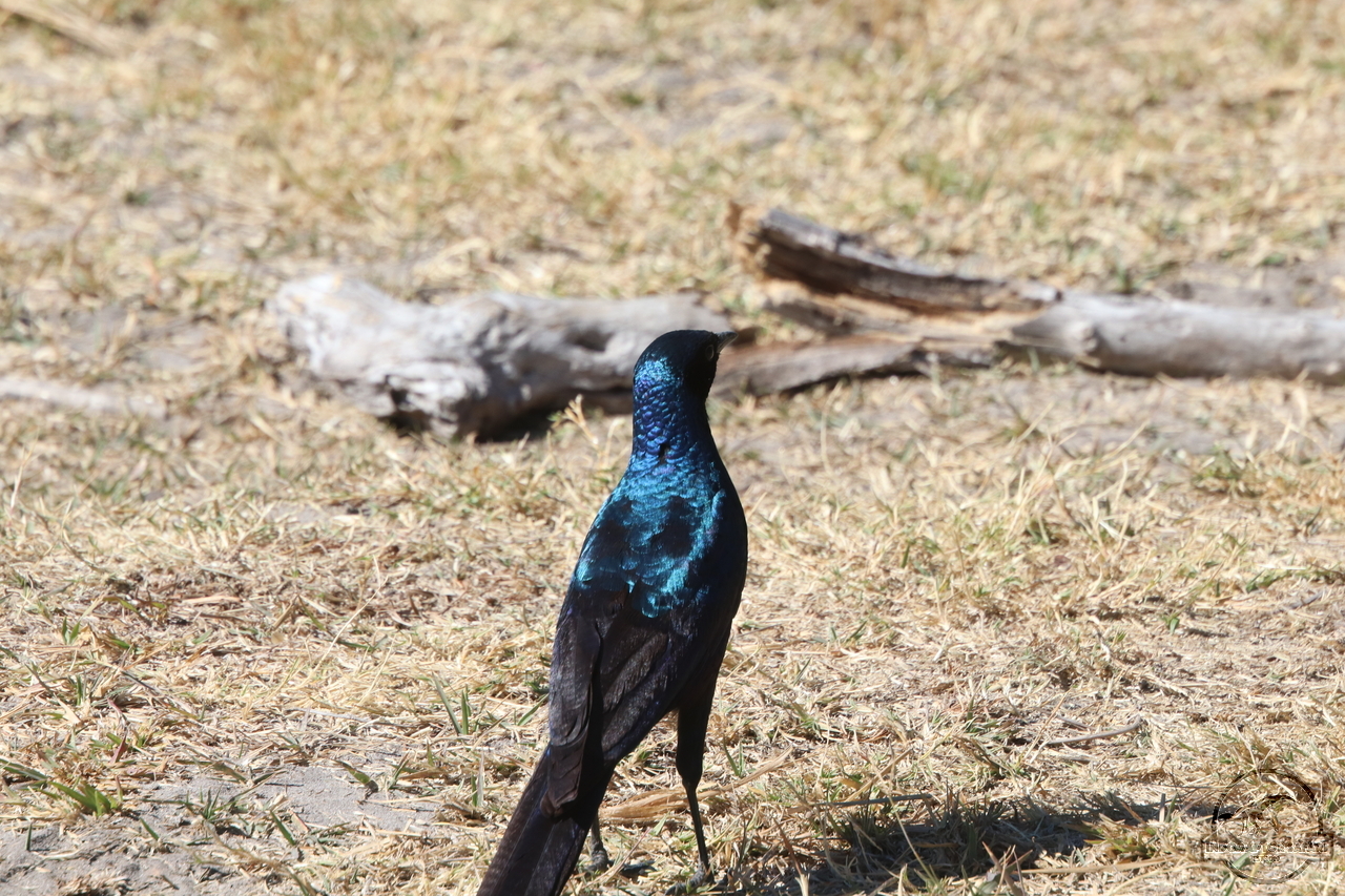 [282] 2019_06_23_10_43_12_Africa_Canon_EOS_77D_IMG_1162_00013.jpg