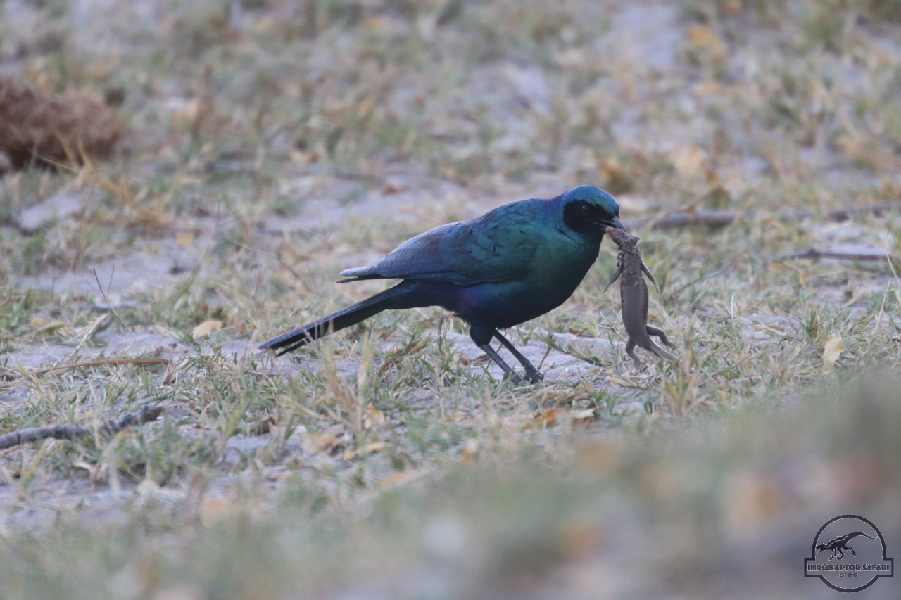 [288] 2019_06_24_10_12_06_Africa_Canon_EOS_77D_IMG__00015.jpg