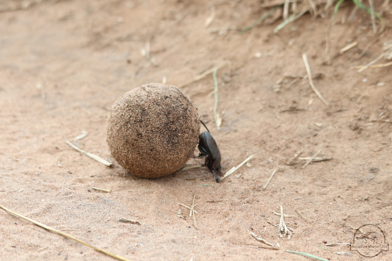 [305] 2019_07_01_15_32_09_Africa_Canon_EOS_77D_IMG_2895_00002.jpg