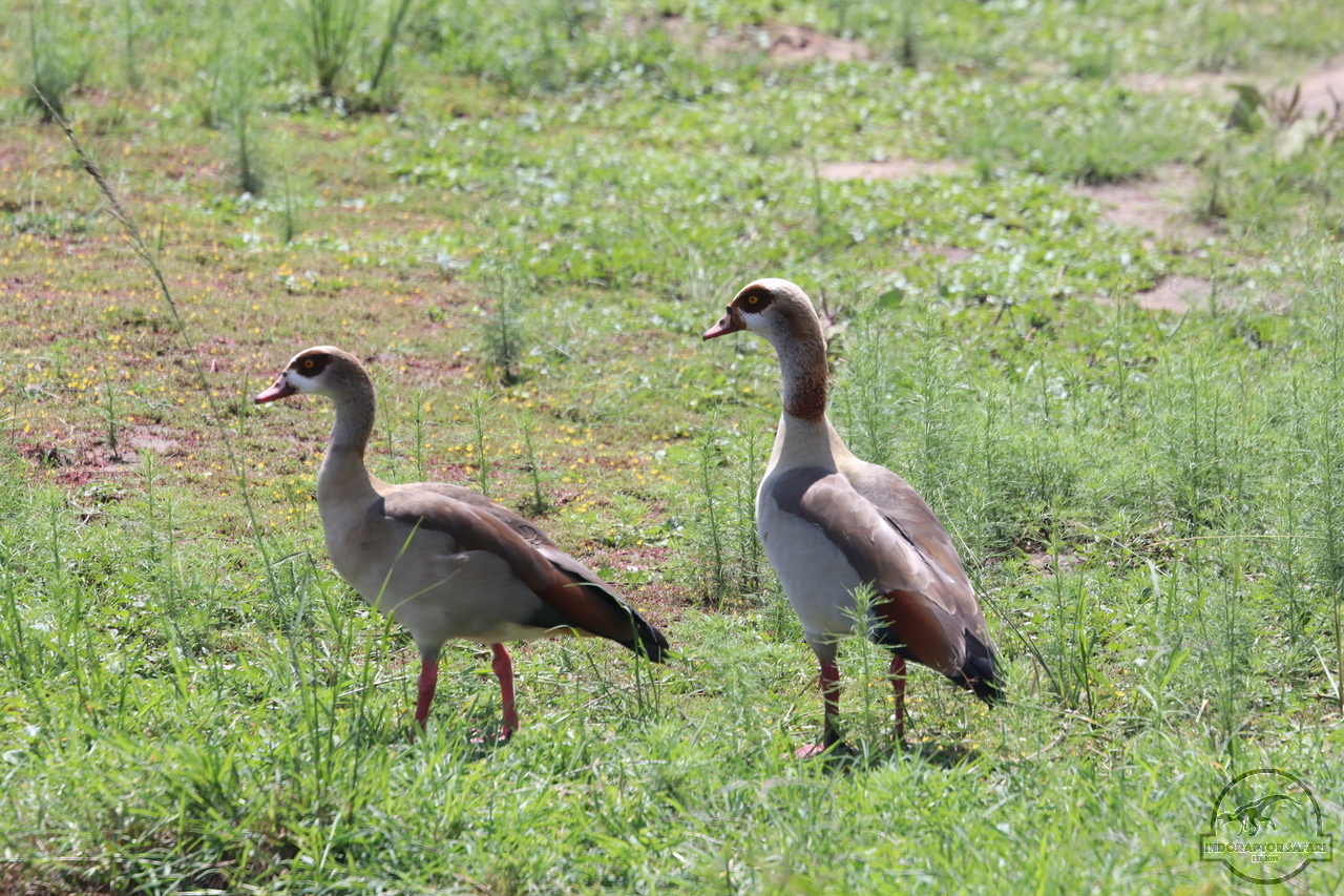 [311] 2019_07_01_11_44_30_Africa_Canon_EOS_77D_IMG_2699_00002.jpg