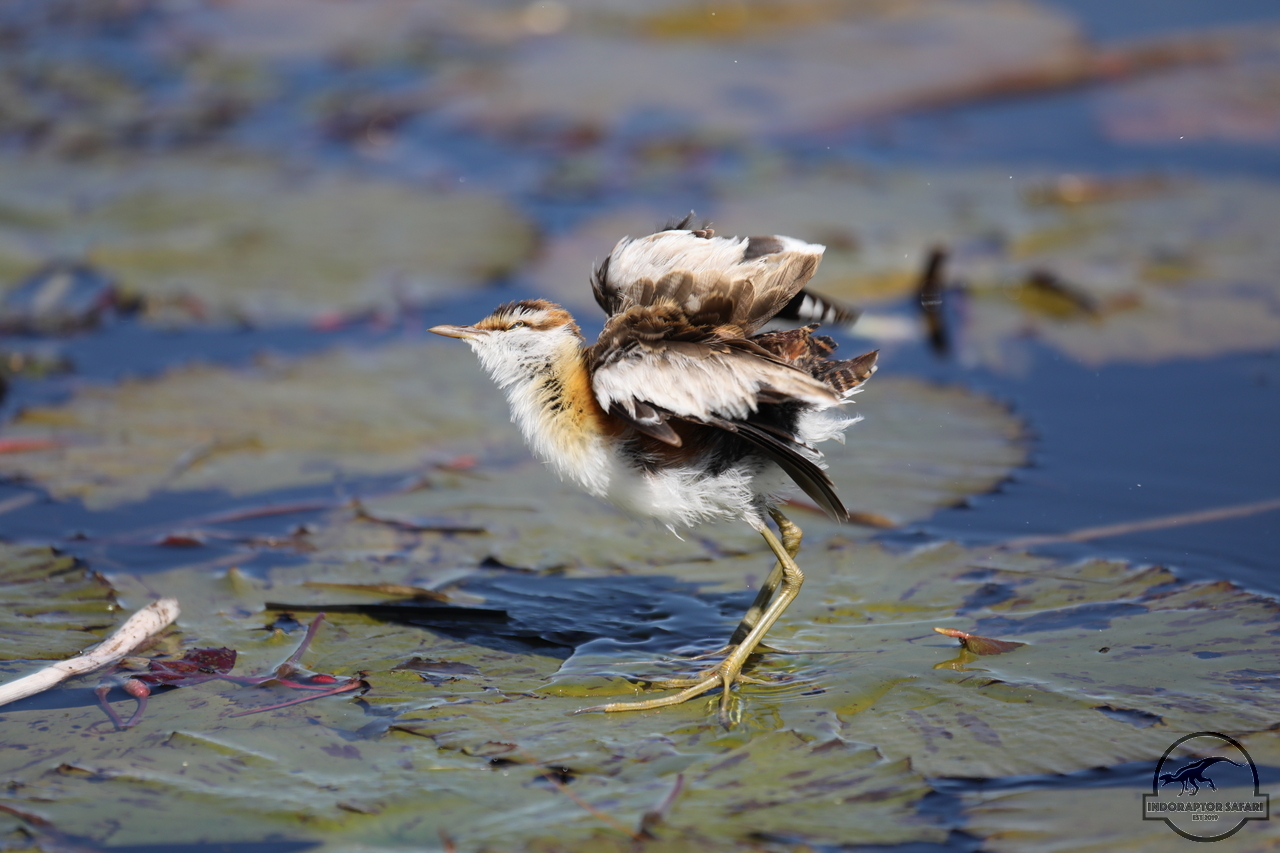 [318] 2019_06_21_17_16_13_Africa_Canon_EOS_5D_Mark_IV_IMG_0003958_00025.jpg