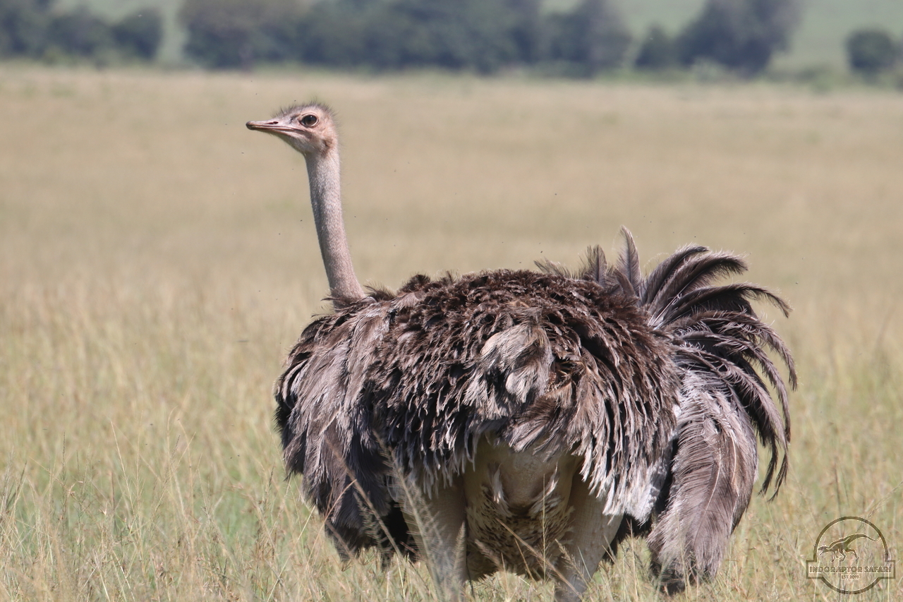 [376] 2019_07_01_10_17_20_Africa_Canon_EOS_77D_IMG_2586_00136.jpg