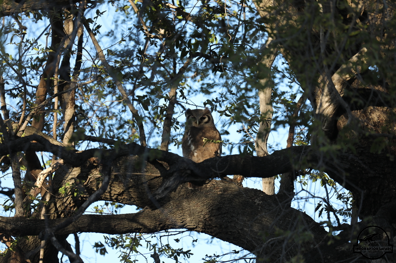 [383] 2019_06_22_12_41_07_Africa_Canon_EOS_5D_Mark_IV_IMG_0002505_00002.jpg