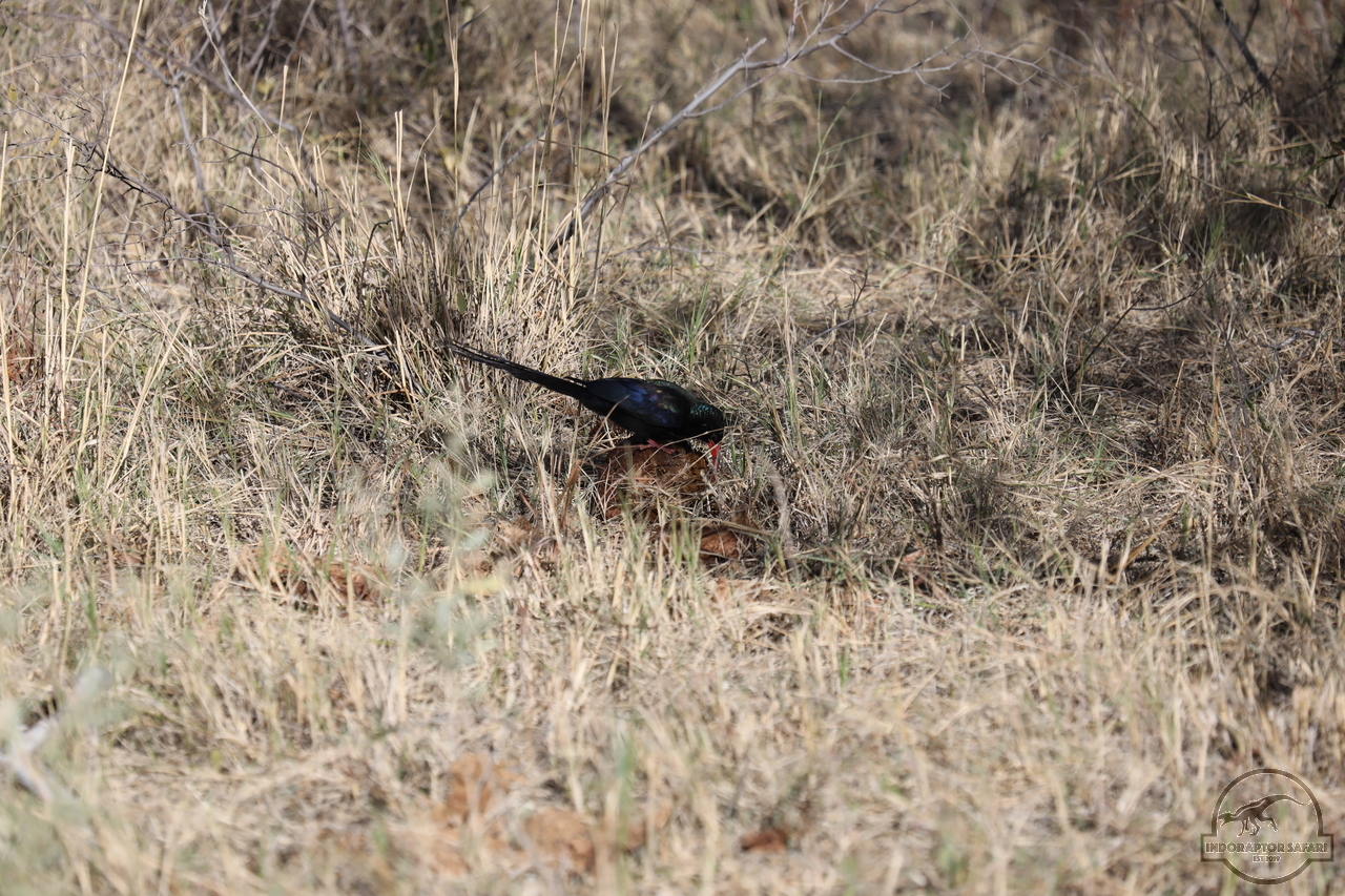 [399] 2019_06_21_14_10_13_Africa_Canon_EOS_5D_Mark_IV_IMG_0003738_00052.jpg