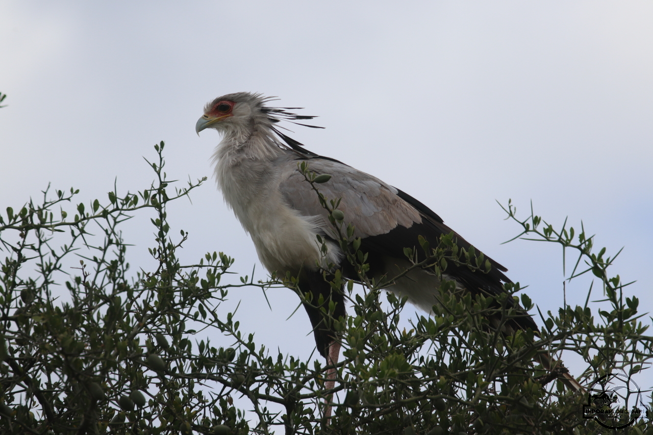 [404] 2019_07_04_08_21_09_Africa_Canon_EOS_77D_IMG_3975_00002.jpg