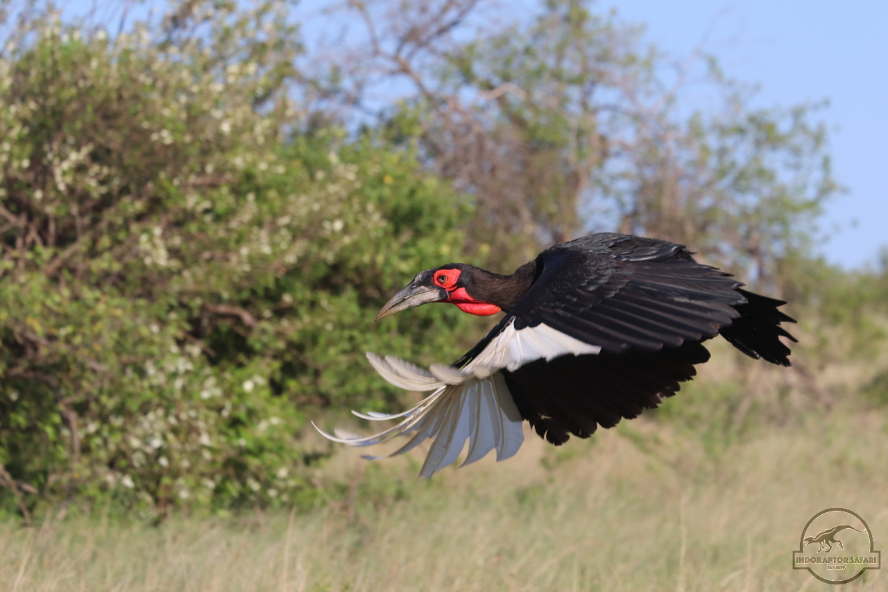 [407] 2019_07_03_07_06_45_Africa_Canon_EOS_77D_IMG_3247_00002.jpg