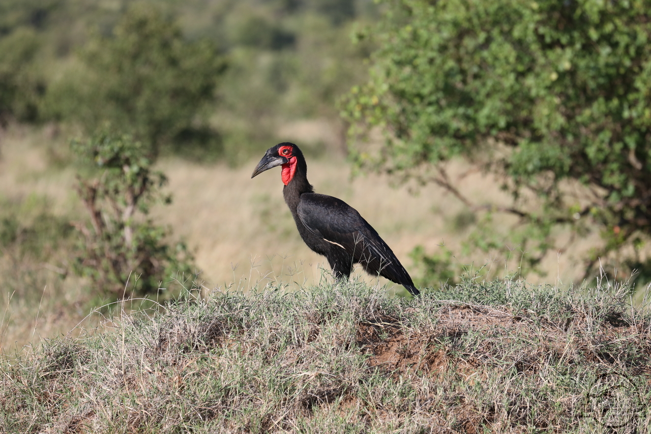 [410] 2019_07_03_12_07_38_Africa_Canon_EOS_5D_Mark_IV_IMG_0012934_00001.jpg