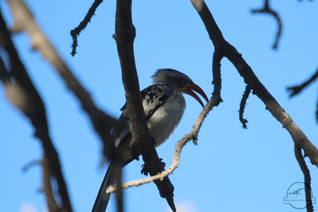 [418] 2019_06_22_16_34_31_Africa_Canon_EOS_77D_IMG_1000_00150.jpg