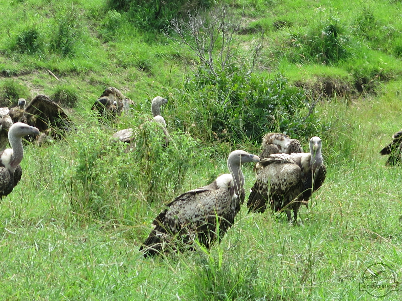 [456] 2019_07_02_05_26_29_Africa_Canon_PowerShot_G16_IMG_0086_00069.jpg