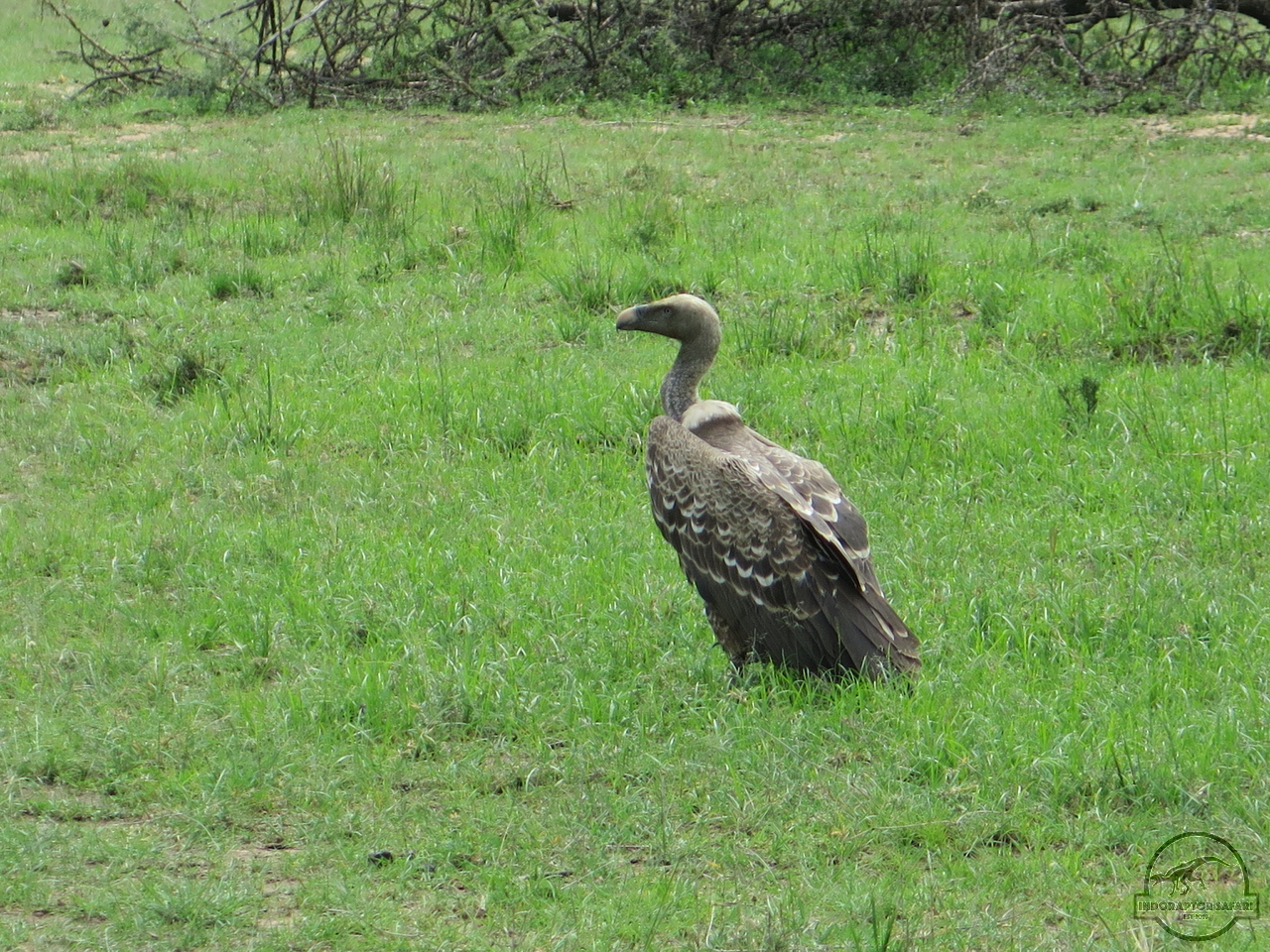 [461] 2019_07_04_04_28_24_Africa_Canon_PowerShot_G16_IMG_0112_00008.jpg
