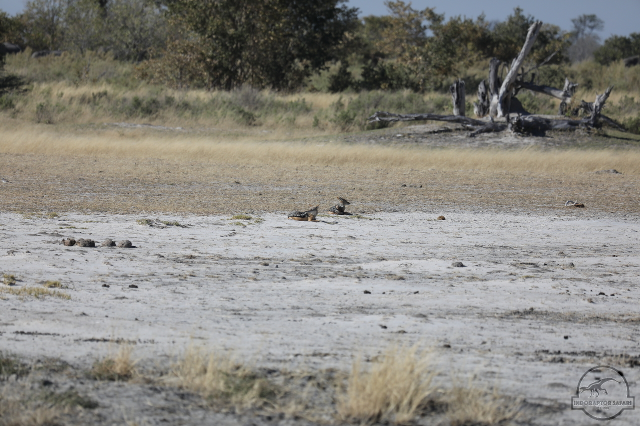 [477] 2019_06_20_14_41_32_Africa_Canon_EOS_5D_Mark_IV_IMG_0001064_00003.jpg