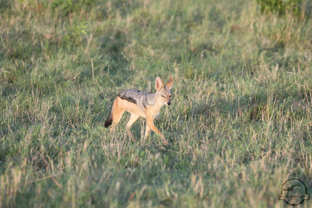 [481] 2019_07_01_11_13_12_Africa_Canon_EOS_5D_Mark_IV_IMG_0009985_00004.jpg