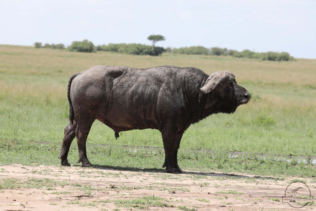 [493] 2019_07_01_16_42_58_Africa_Canon_EOS_5D_Mark_IV_IMG_0011482_00003.jpg